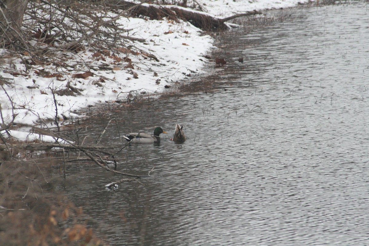 Mallard - ML646125203