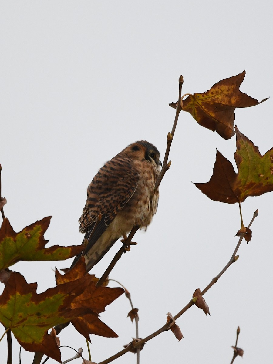 American Kestrel - ML646125208