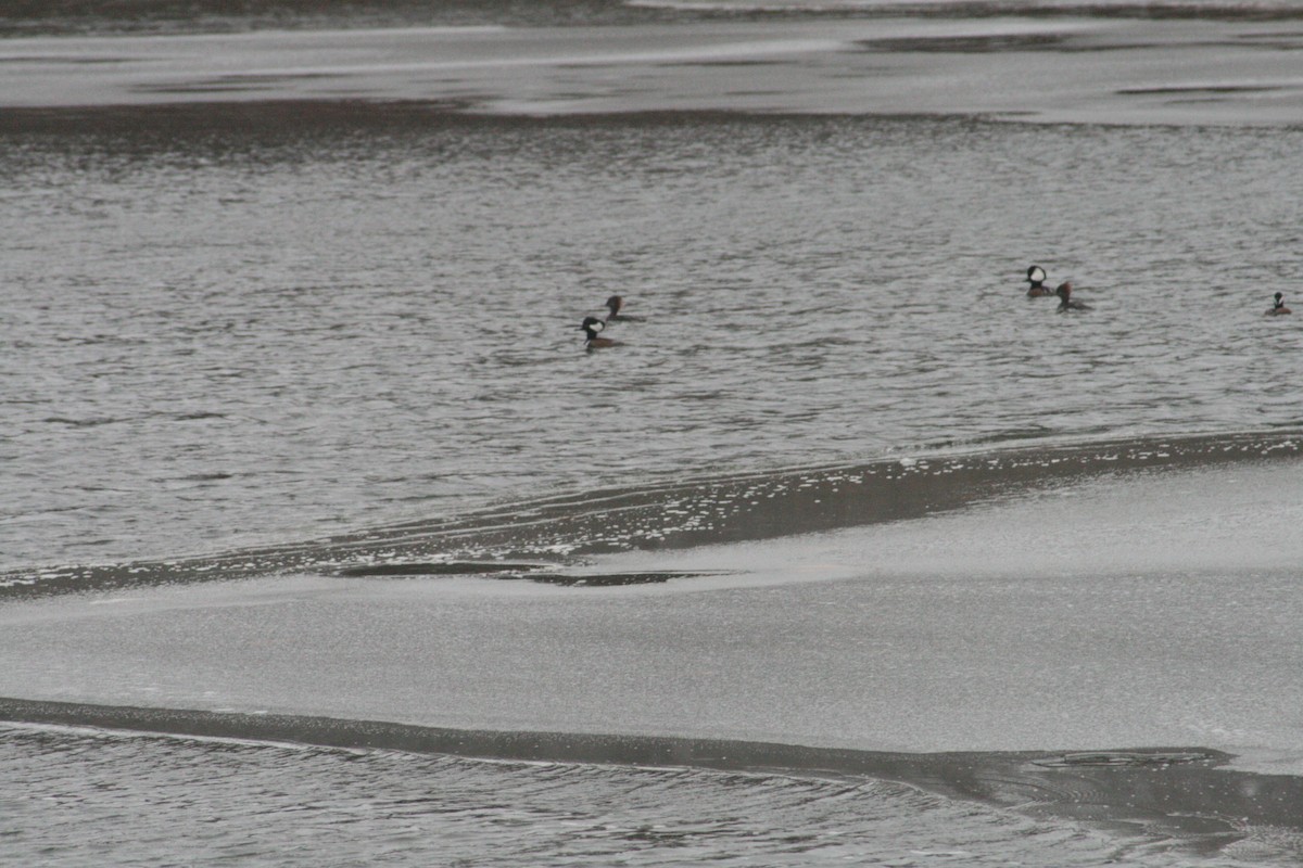 Hooded Merganser - ML646125209