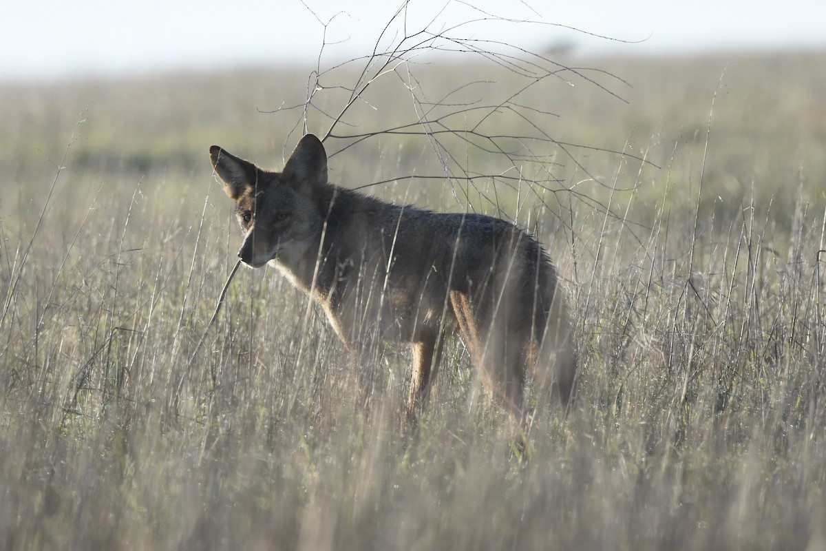 California Valley Coyote - ML646125210
