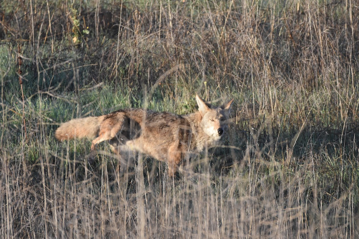 California Valley Coyote - ML646125211