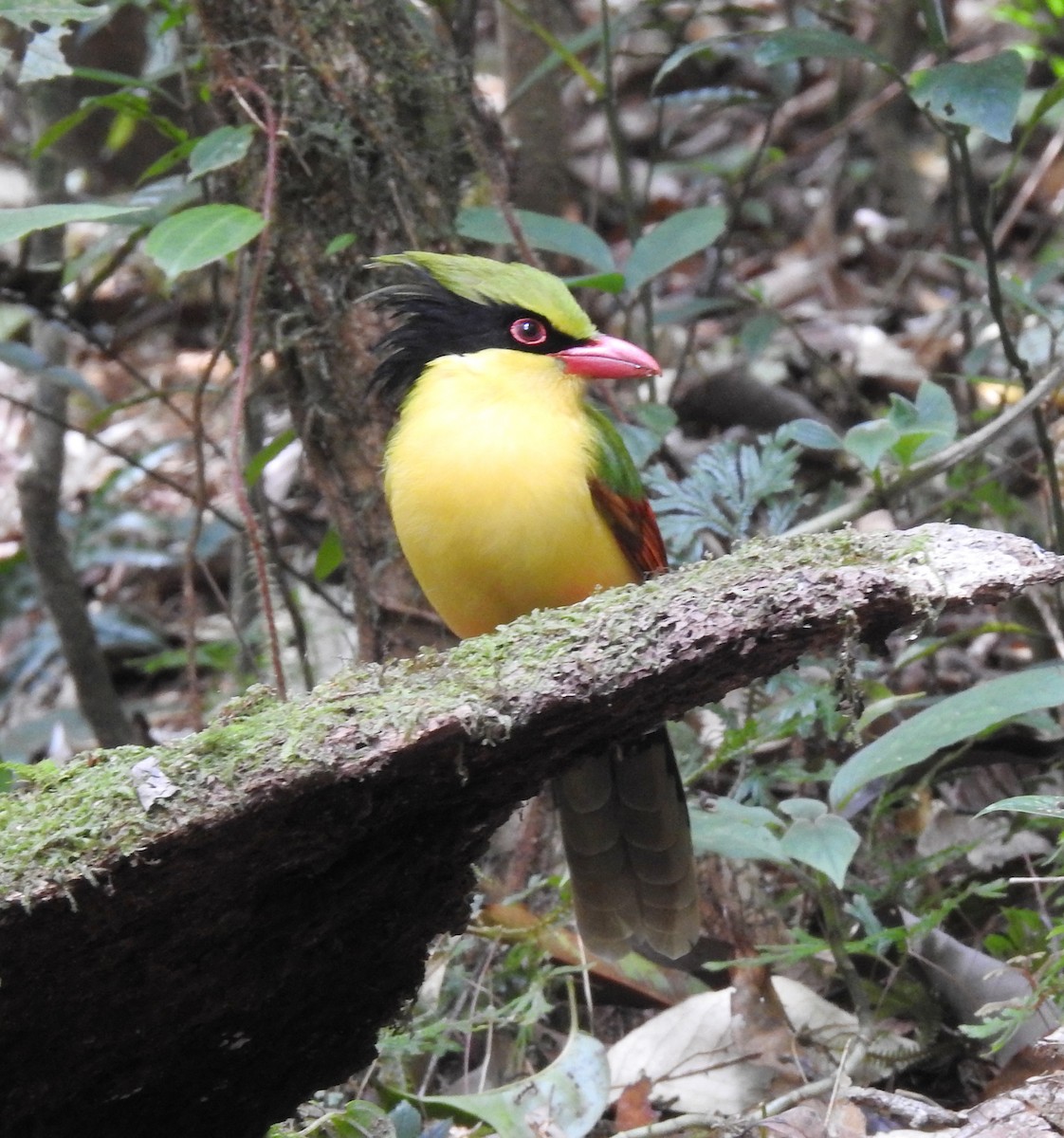 Indochinese Green-Magpie - ML646125214