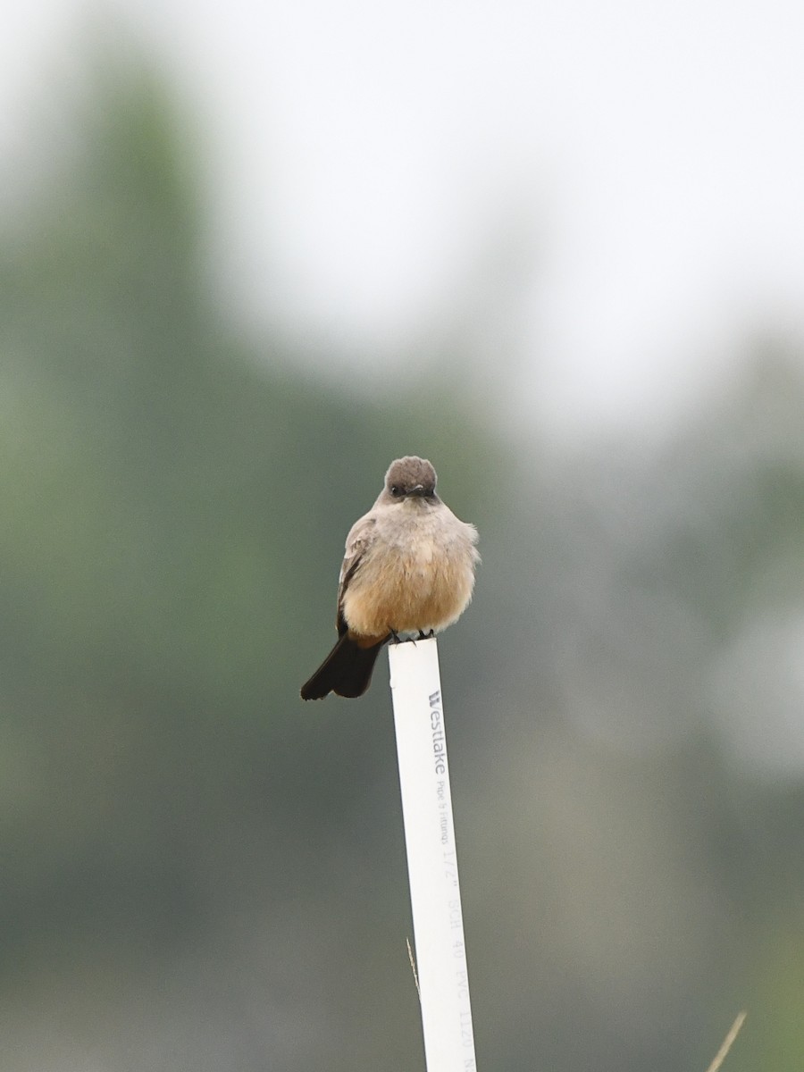 Say's Phoebe - ML646125218