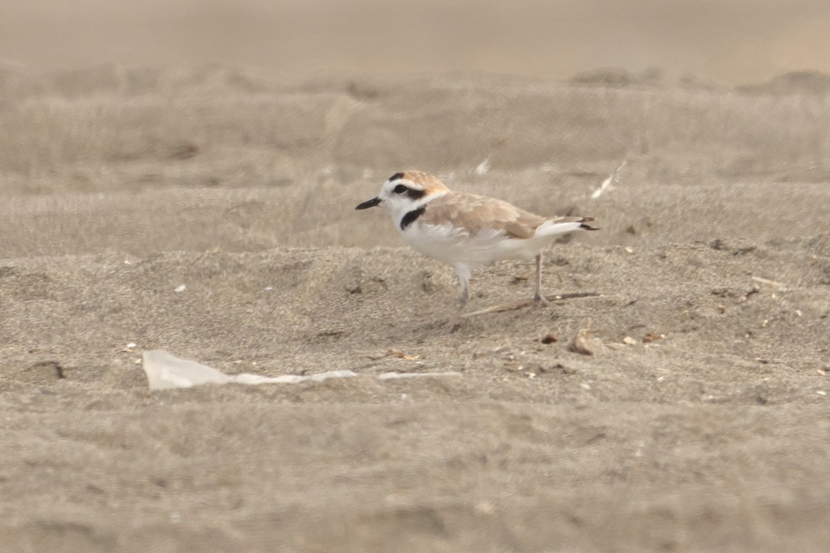 Snowy Plover - ML646125219