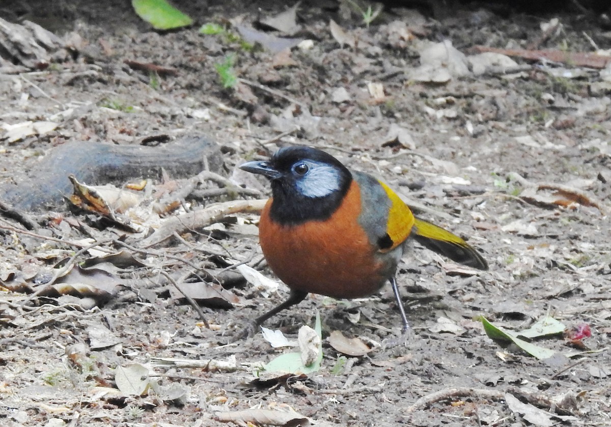 Collared Laughingthrush - ML646125225