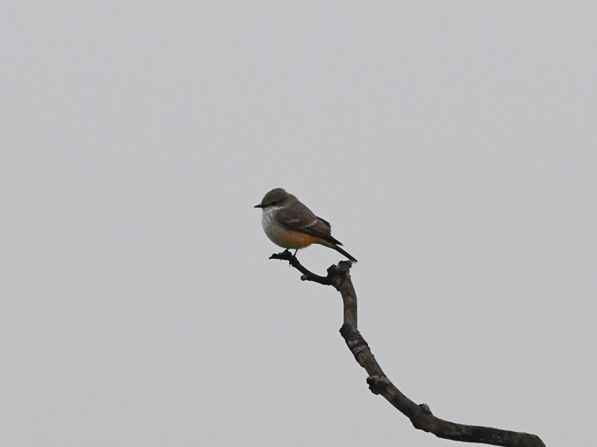 Vermilion Flycatcher - ML646125228