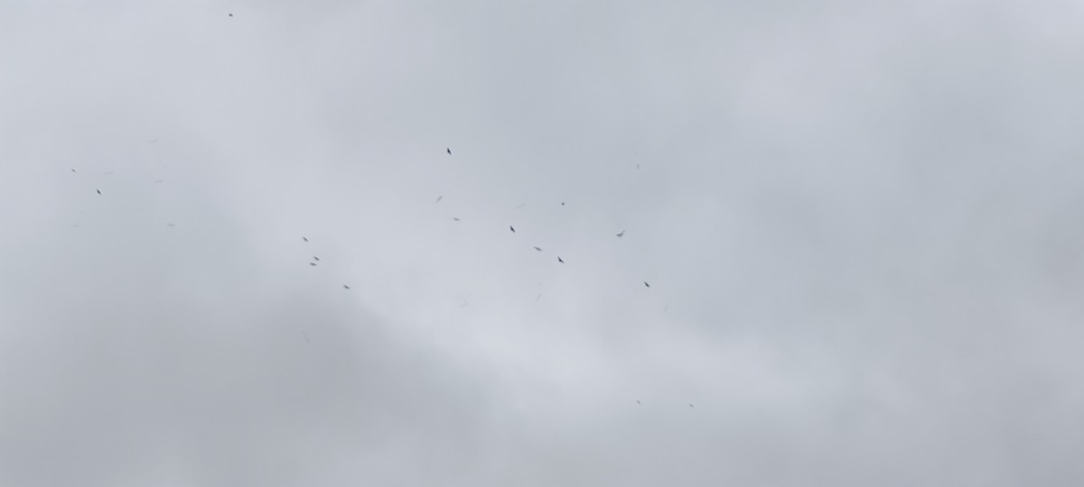 Common Raven - ML646125229