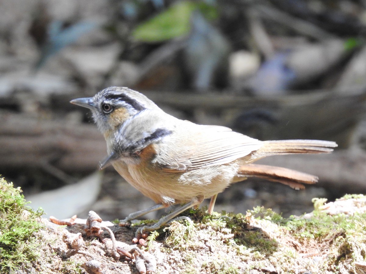 Gray-throated Babbler - ML646125231