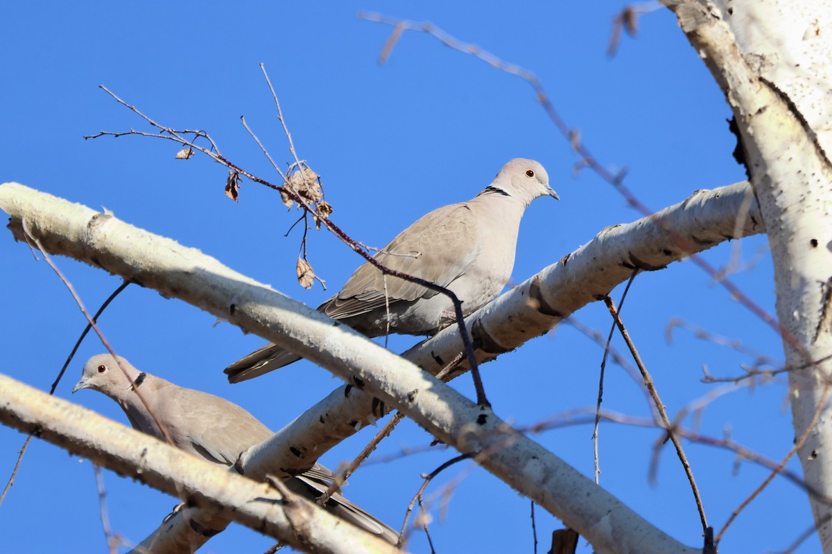 Eurasian Collared-Dove - ML646125232