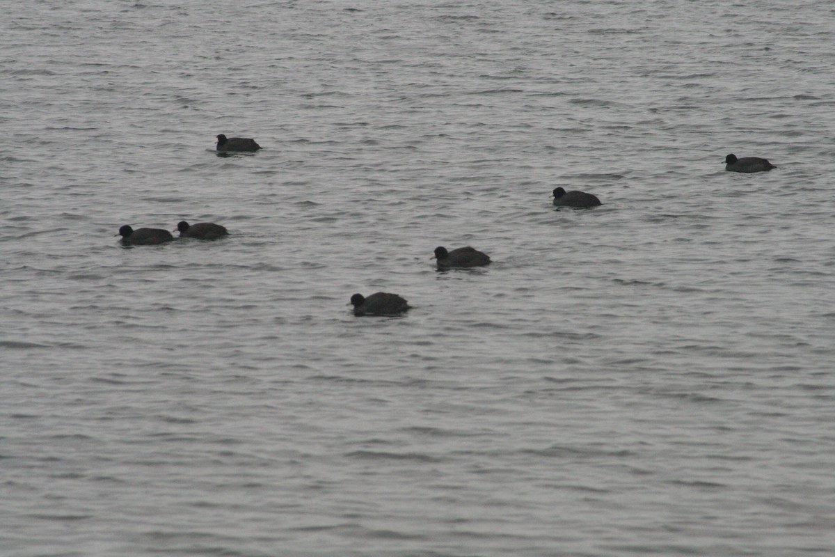 American Coot - ML646125235