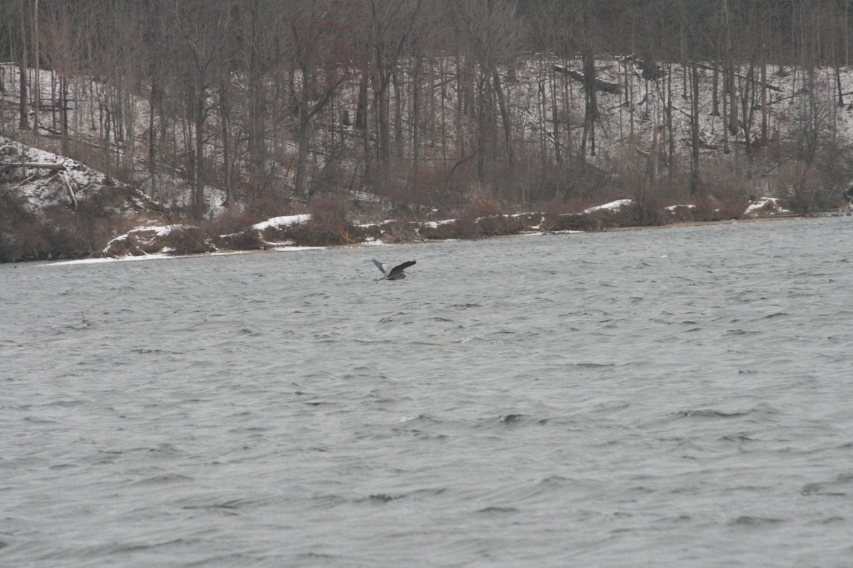 Great Blue Heron - ML646125239