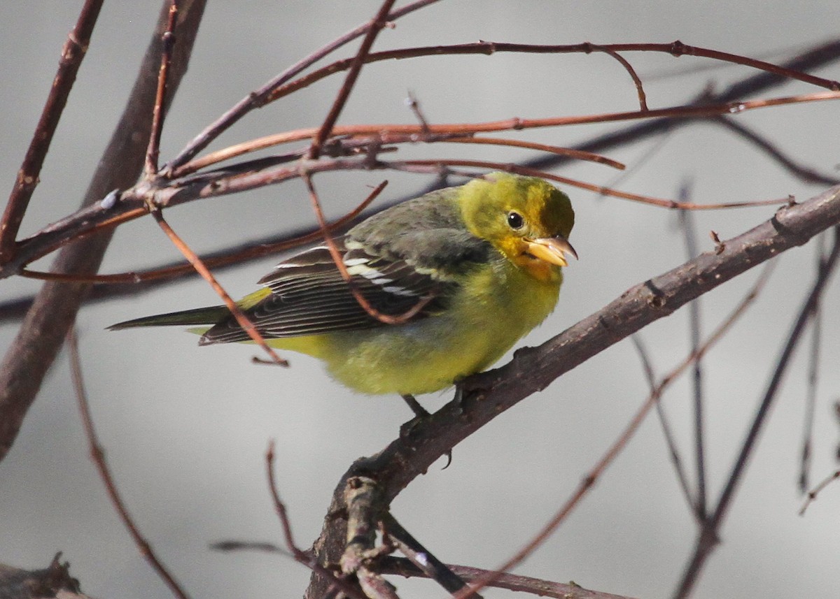 Western Tanager - ML646125242