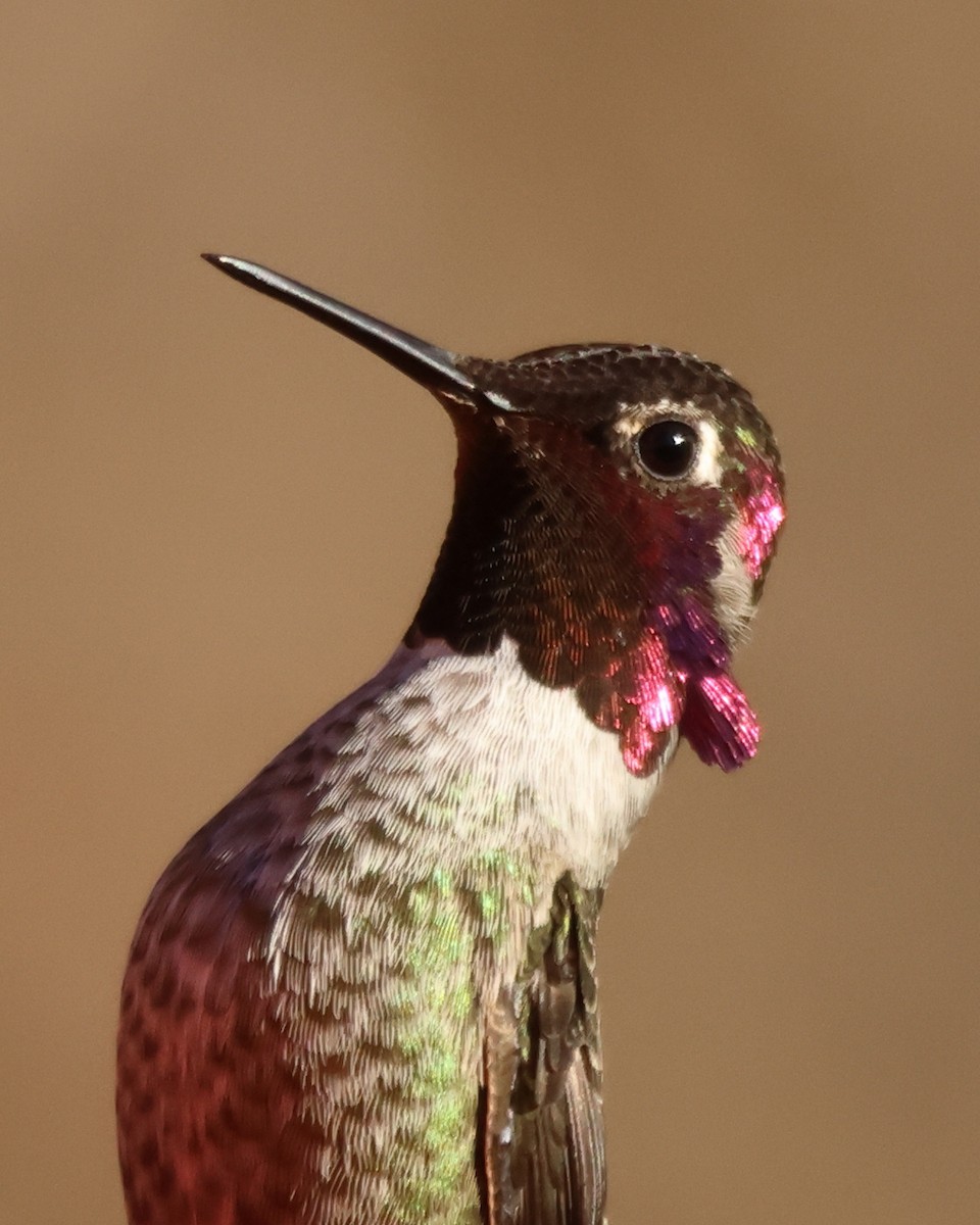 Anna's Hummingbird - ML646125243
