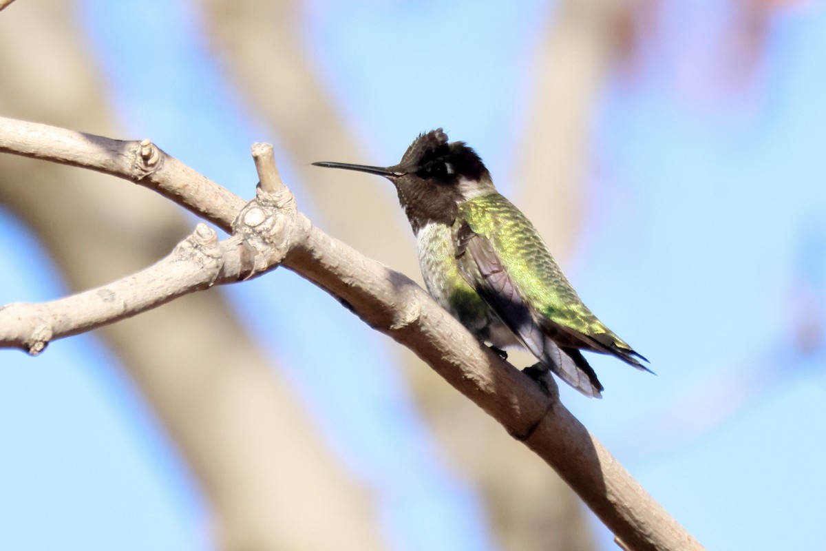 Anna's Hummingbird - ML646125244