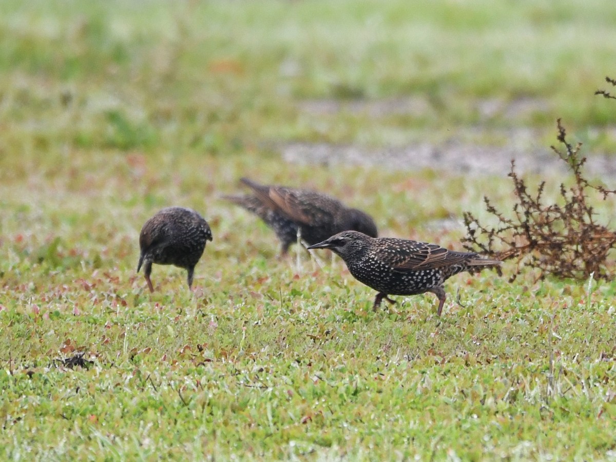 European Starling - ML646125247