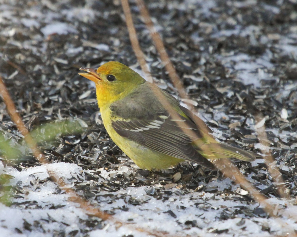 Western Tanager - ML646125250