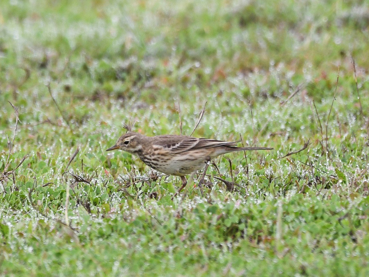 American Pipit - ML646125254