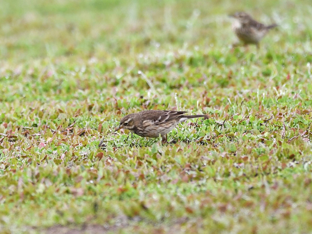 American Pipit - ML646125255