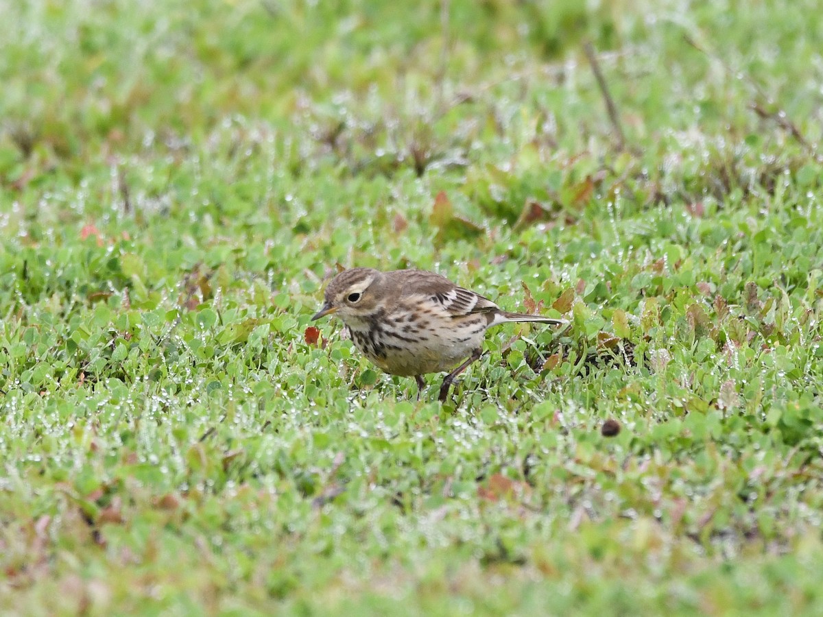 American Pipit - ML646125256