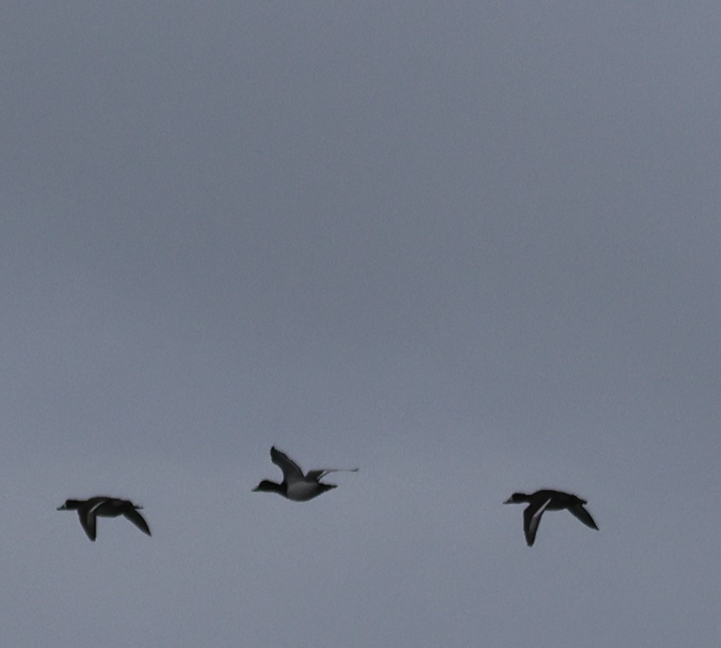 bergand - ML646125257