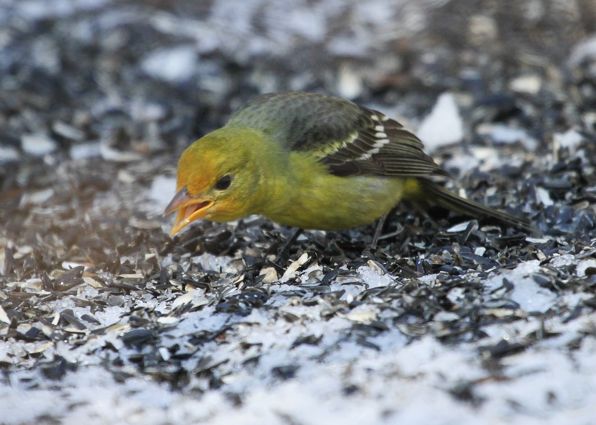 Western Tanager - ML646125258