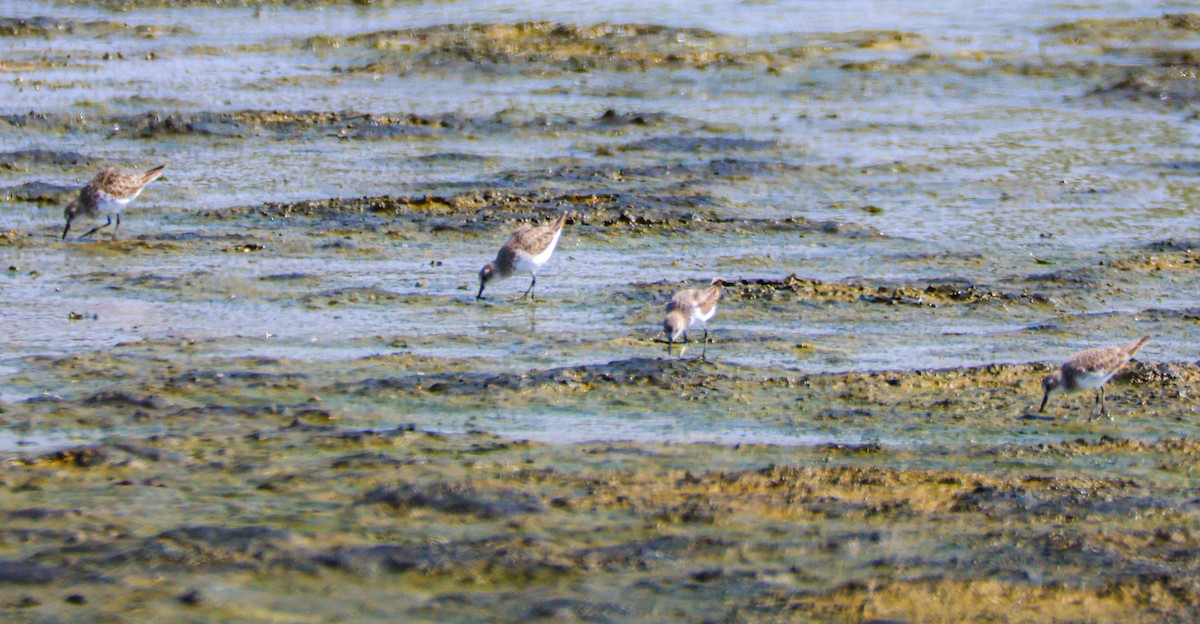 Little Stint - ML646125261