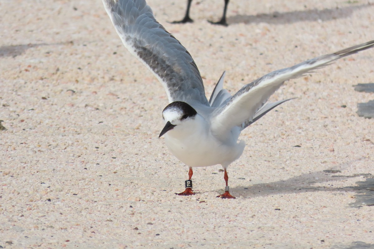 Common Tern - ML646125265