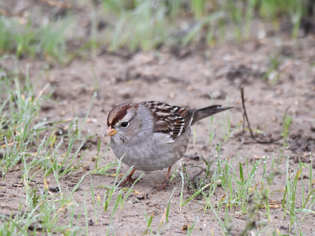 White-crowned Sparrow - ML646125267