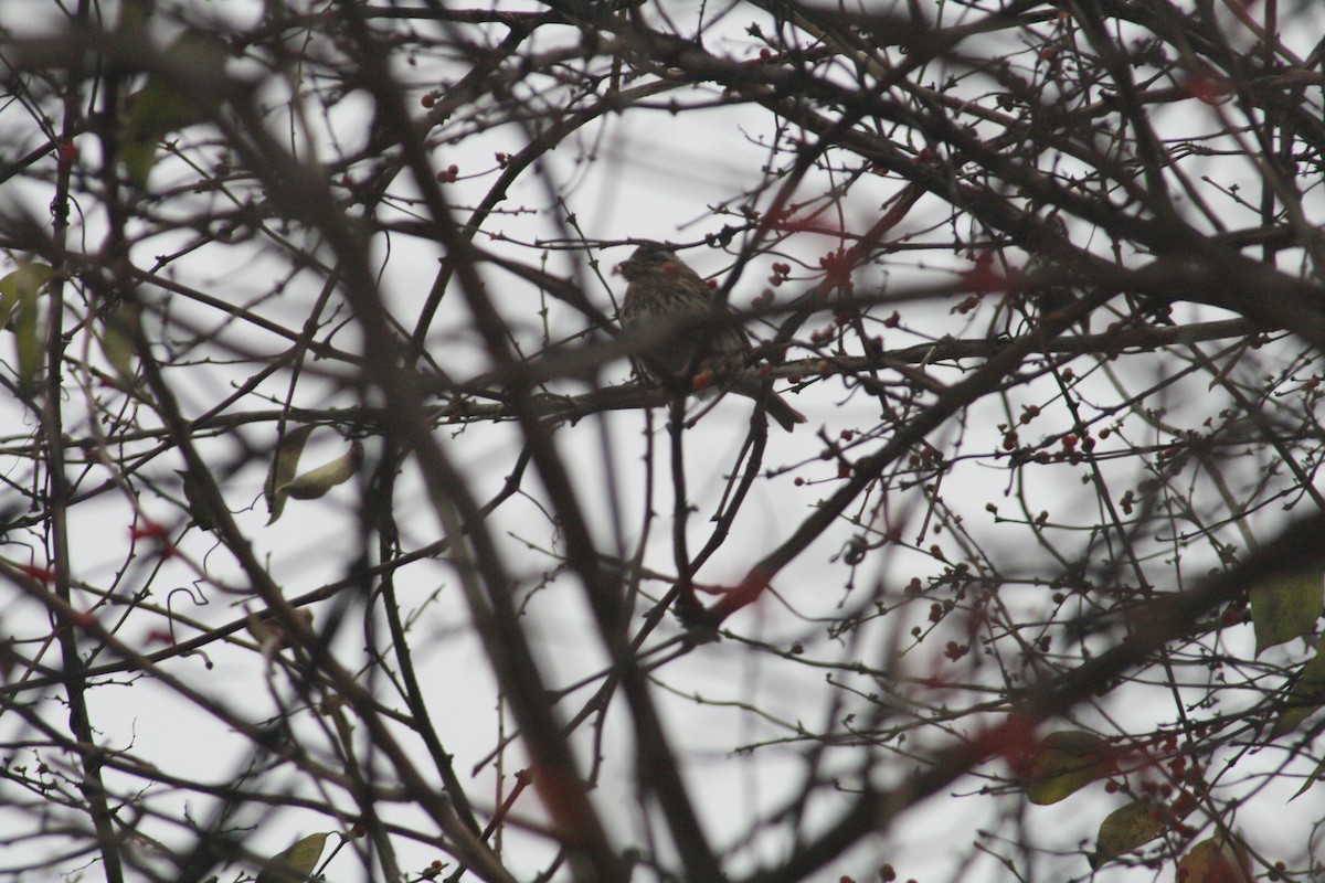 Purple Finch - ML646125272