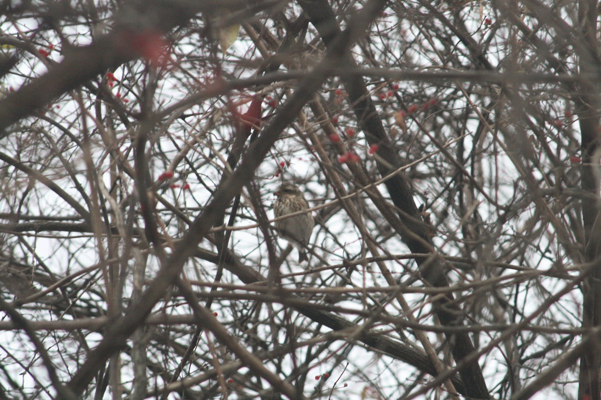 Purple Finch - ML646125273