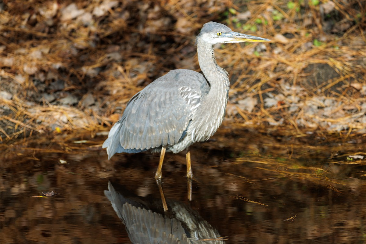 volavka velká - ML646125276