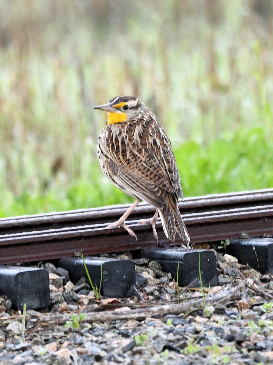 Western Meadowlark - ML646125277