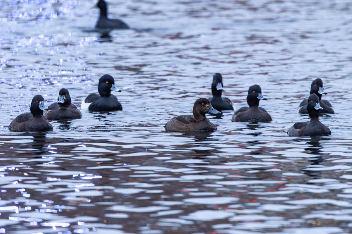 bergand - ML646125283