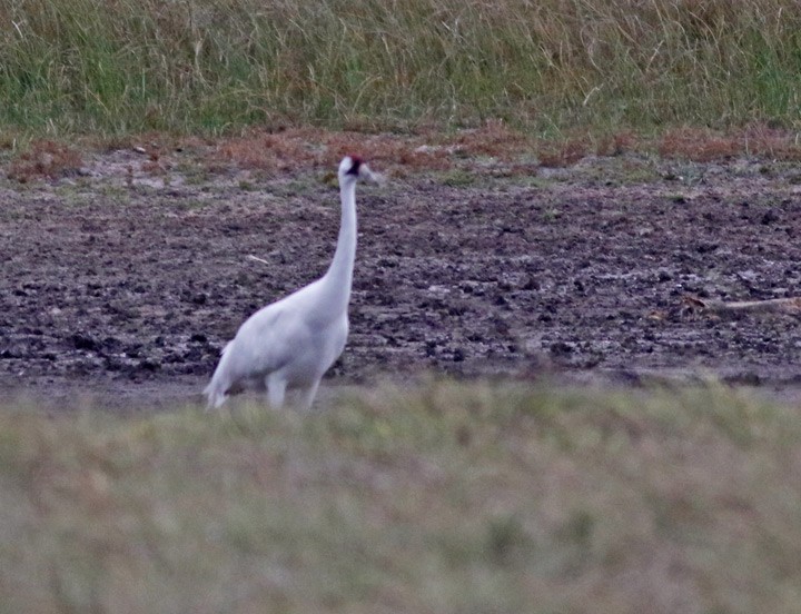 アメリカシロヅル - ML646125287