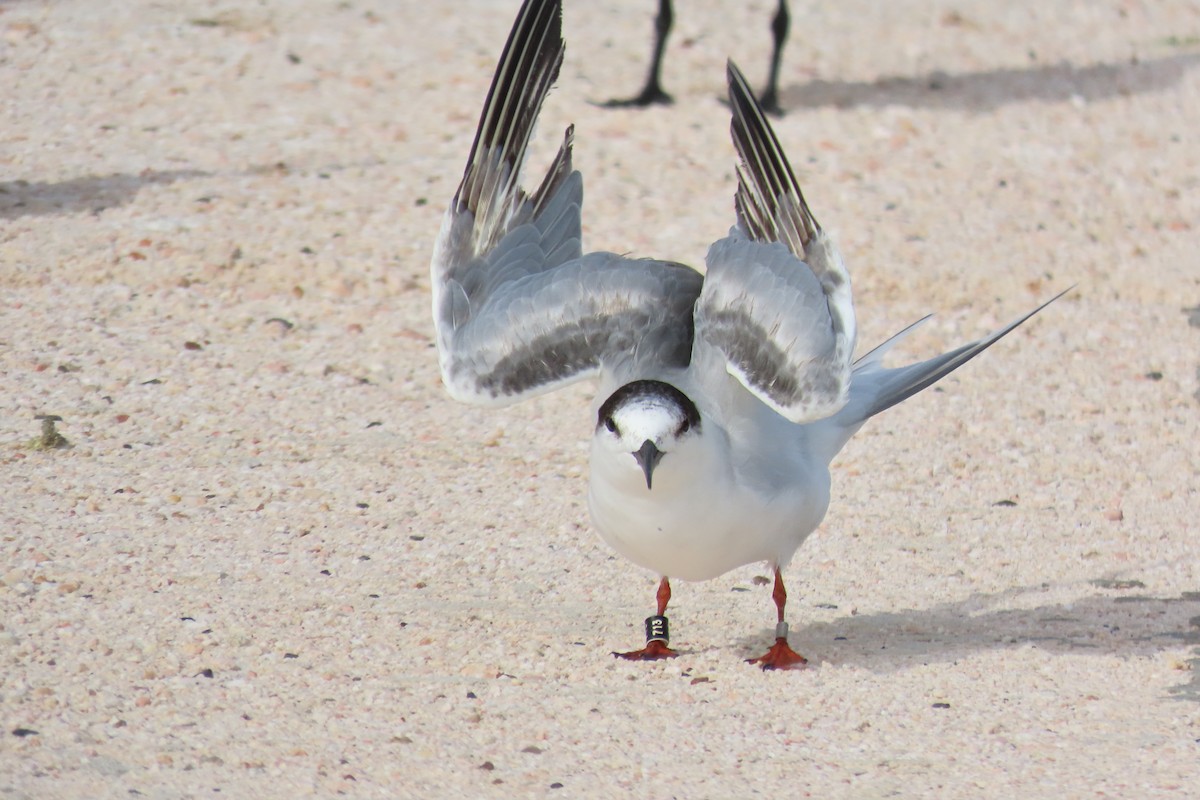 Common Tern - ML646125291