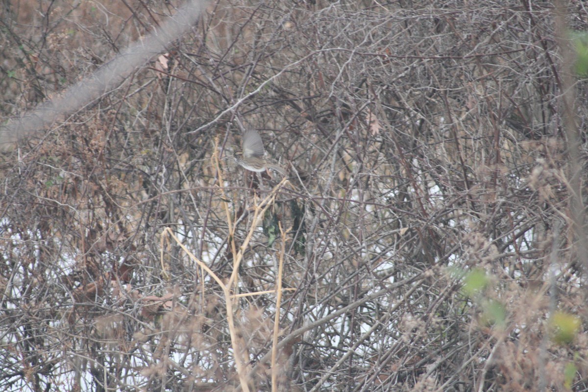 White-throated Sparrow - ML646125293