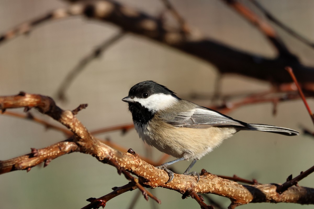 Black-capped Chickadee - ML646125294