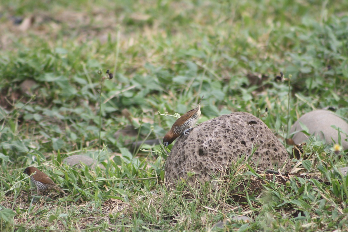 Scaly-breasted Munia - ML646125296
