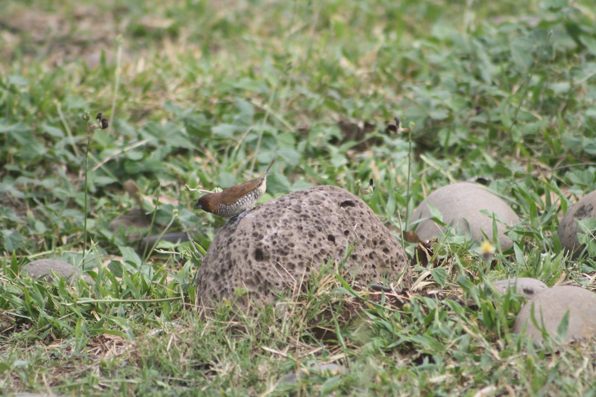 Scaly-breasted Munia - ML646125297