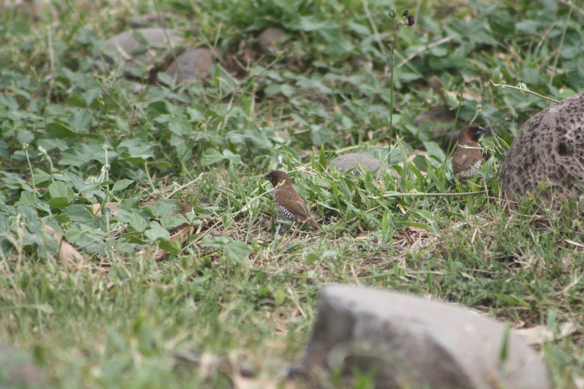Scaly-breasted Munia - ML646125298