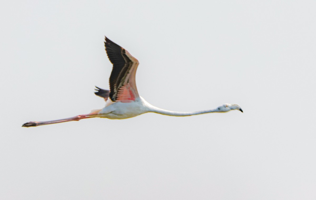 Greater Flamingo - ML646125299