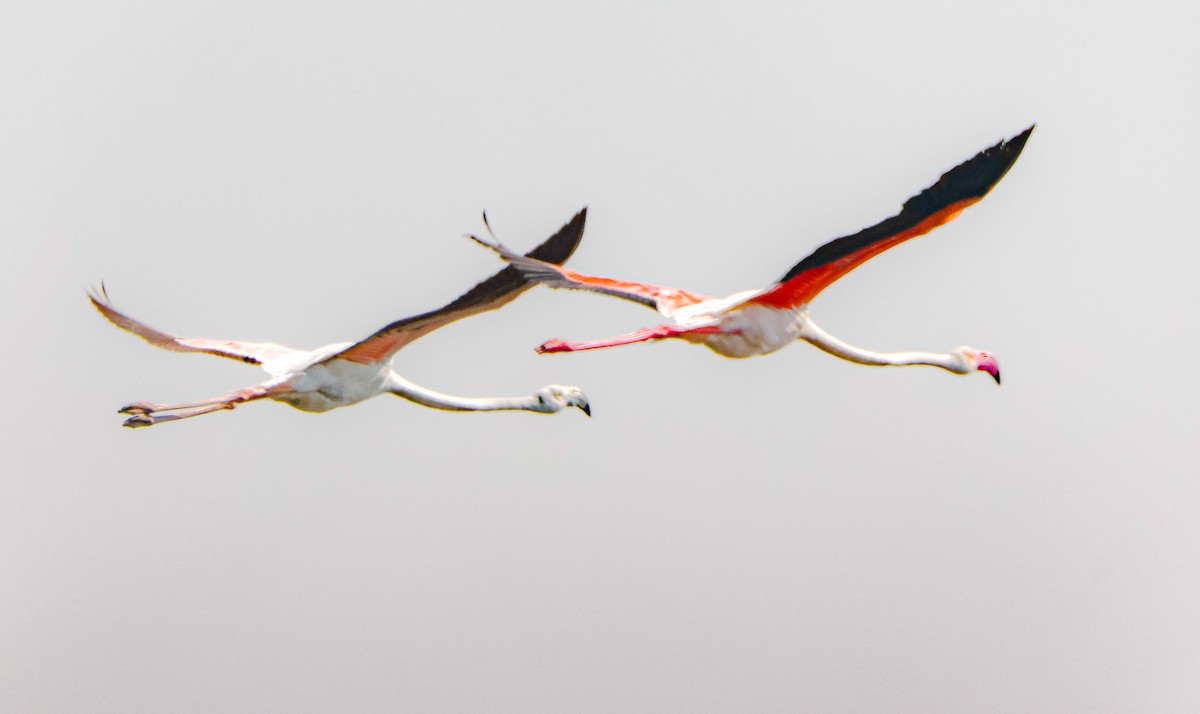 Greater Flamingo - ML646125300