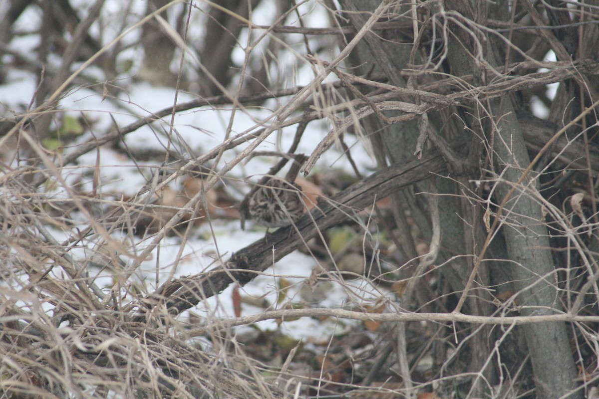 Song Sparrow - ML646125304