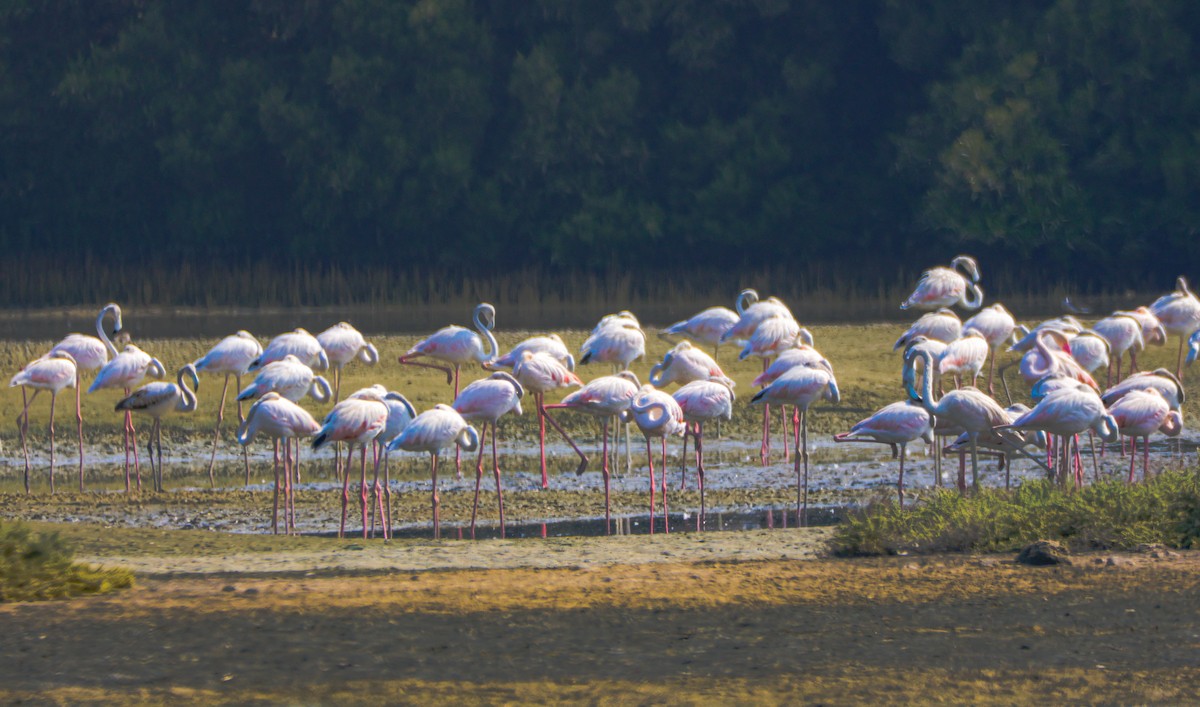 Greater Flamingo - ML646125306