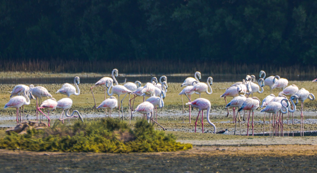 Greater Flamingo - ML646125307