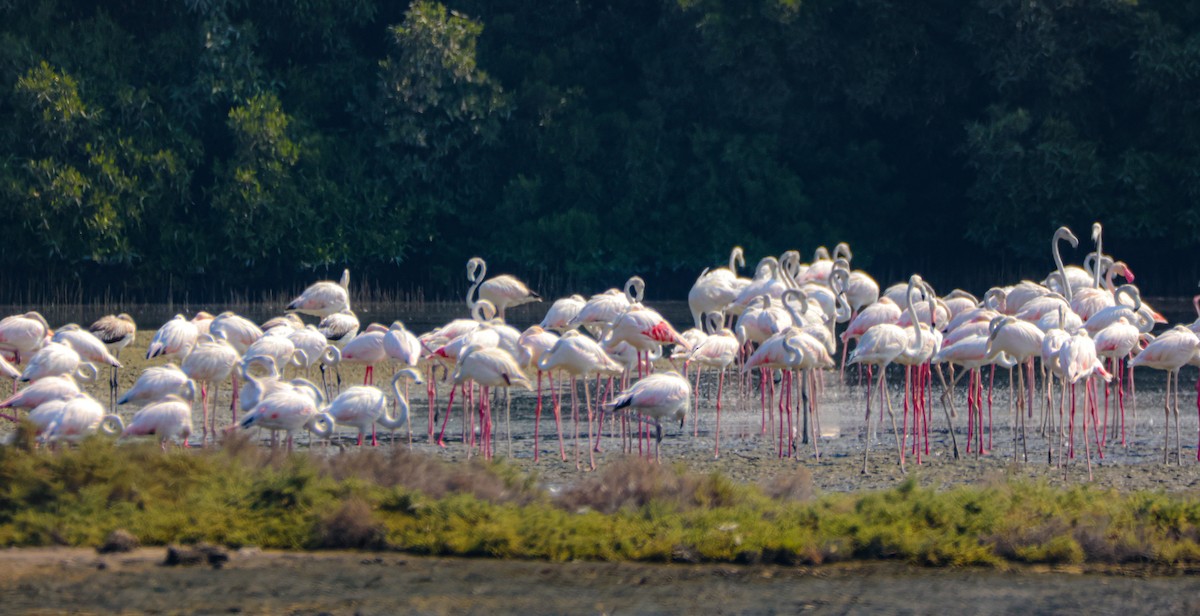 Greater Flamingo - ML646125308