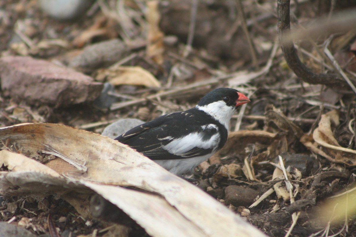 Pin-tailed Whydah - ML646125309
