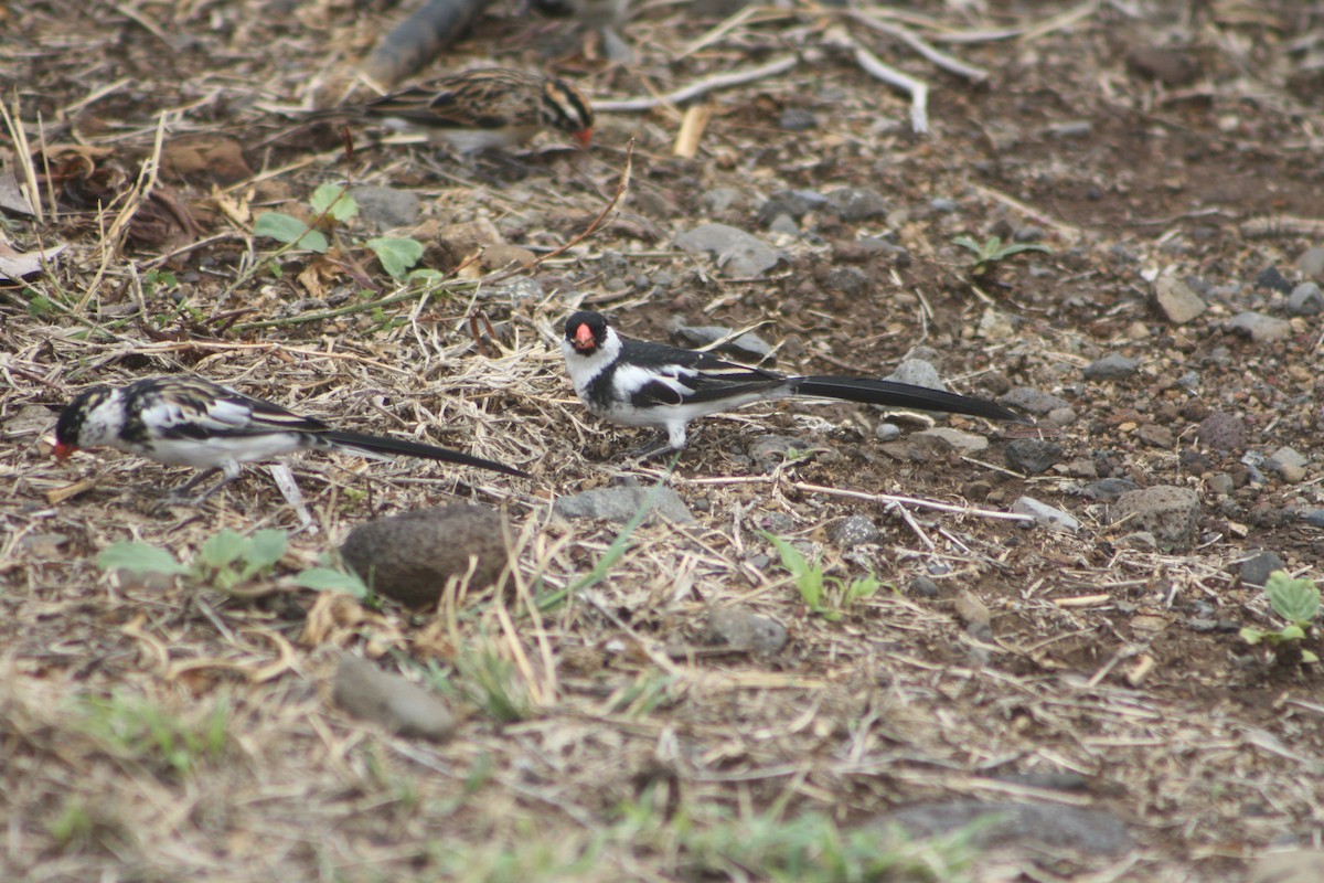 Pin-tailed Whydah - ML646125310