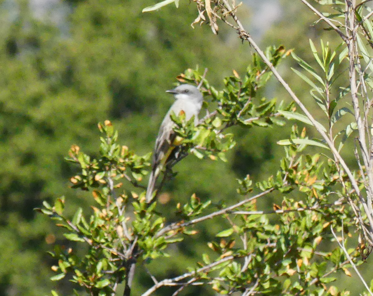 Cassin's Kingbird - ML646125311