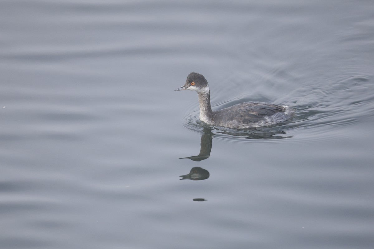Eared Grebe - ML646125312